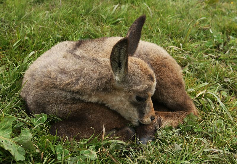 Définition Chamois Rupicapra rupicapra Isard